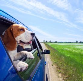 10 Tips for Keeping Your Pet Calm During a Move 